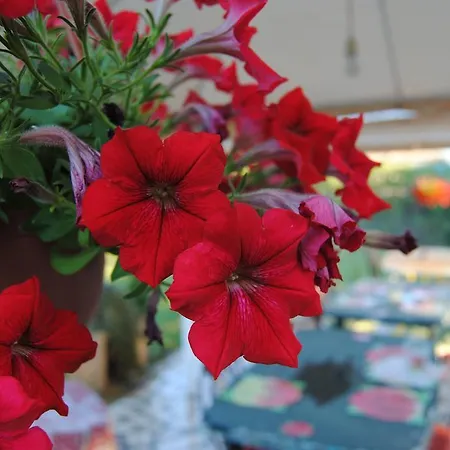 Bed & Breakfast Dolce Morfeo